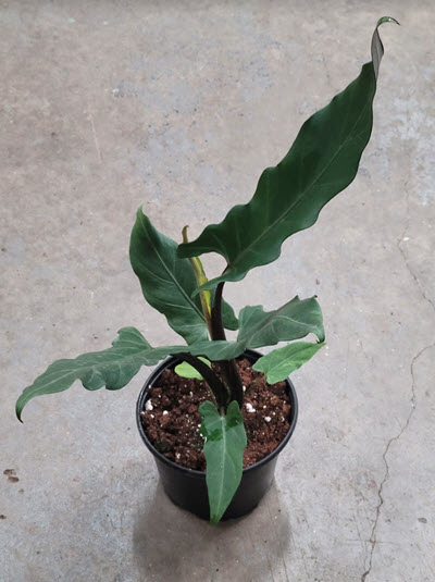 6" Alocasia Lauterbachiana